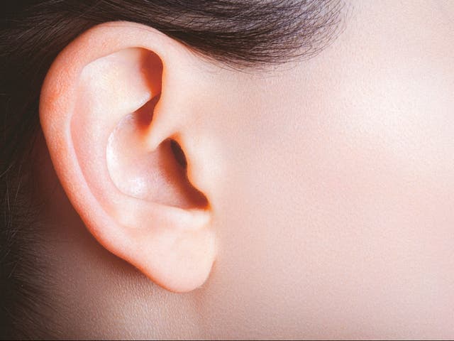 <p>Female ear and part of a cheek viewed from the side</p>