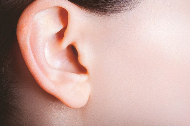 <p>Female ear and part of a cheek viewed from the side</p>