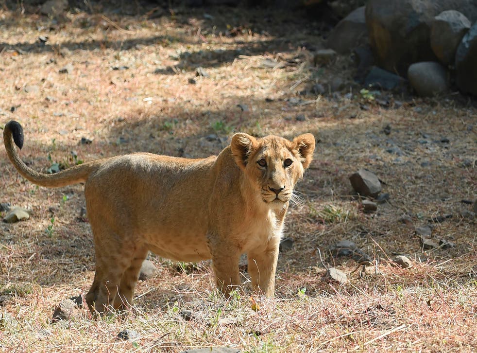 <p>FILE: A lion cub is seen inside an enclosure at the Sakkarbaug Zoological Garden, which takes part in a captive breeding programme for endangered Asiatic lions, in Junagadh, some 320 kilometres from Ahmedabad</p>