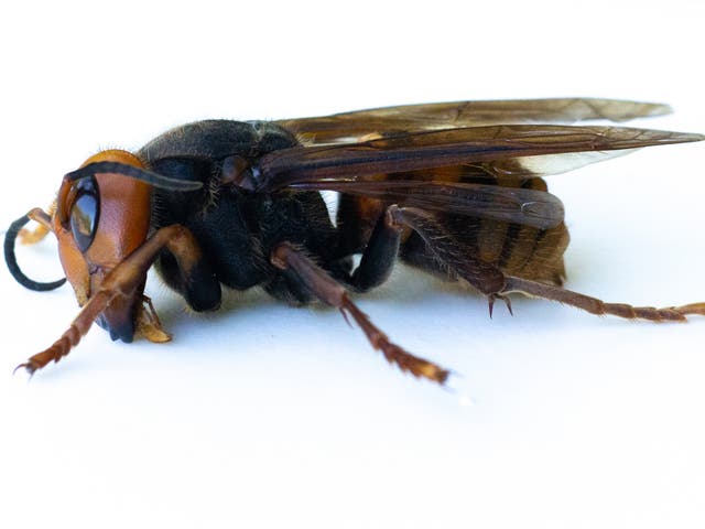 <p> Asian giant hornets attack and destroy honeybee hive</p>