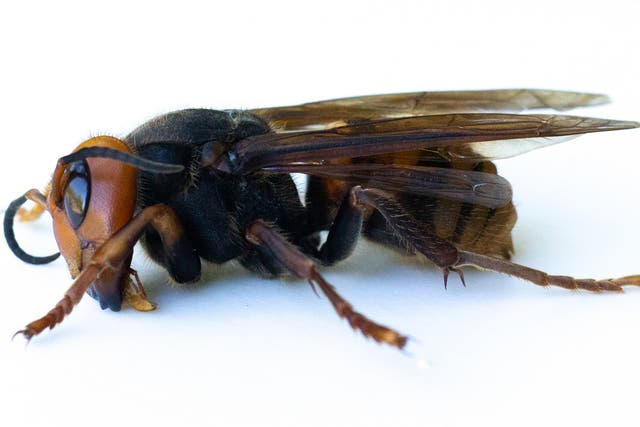 Avispones gigantes asiáticos atacan y destruyen la colmena de abejas