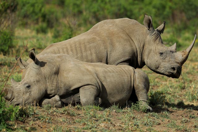 <p>White rhino at Pilanesberg National Park in South Africa</p>