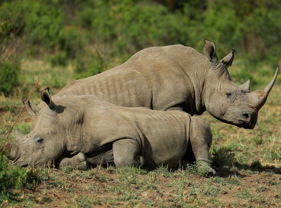 <p>White rhino at Pilanesberg National Park in South Africa</p>