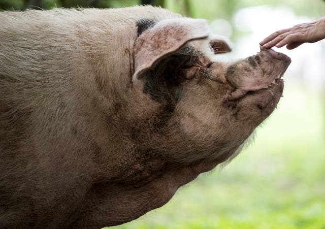 <p>This file photo taken on 25 April, 2018, shows a pig known as "Zhu Jianqiang", who became a national icon after it survived the devastating earthquake 10 years ago, being comforted by worker at a museum in Anren, Sichuan province</p>