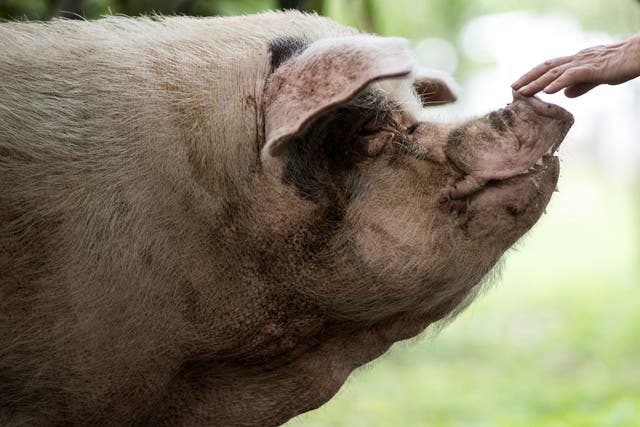 <p>This file photo taken on 25 April, 2018, shows a pig known as "Zhu Jianqiang", who became a national icon after it survived the devastating earthquake 10 years ago, being comforted by worker at a museum in Anren, Sichuan province</p>