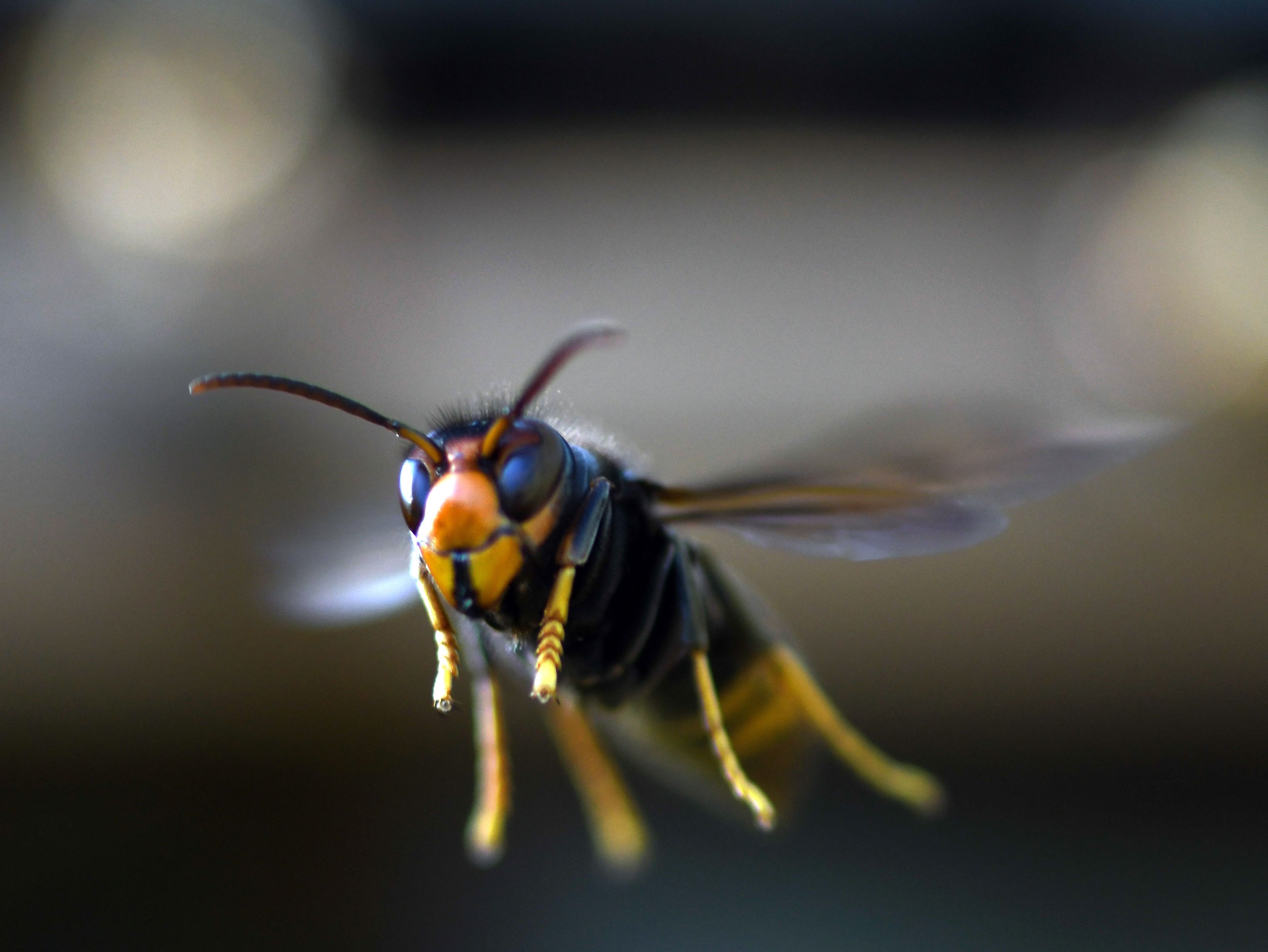 <p>Asian hornets have a black or brown body and yellow-tipped legs</p>