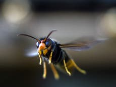 Asian hornets: Scientists ask Britons to help stop invasion of insects