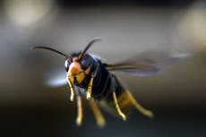 Asian hornets: Scientists ask Britons to help stop invasion of insects