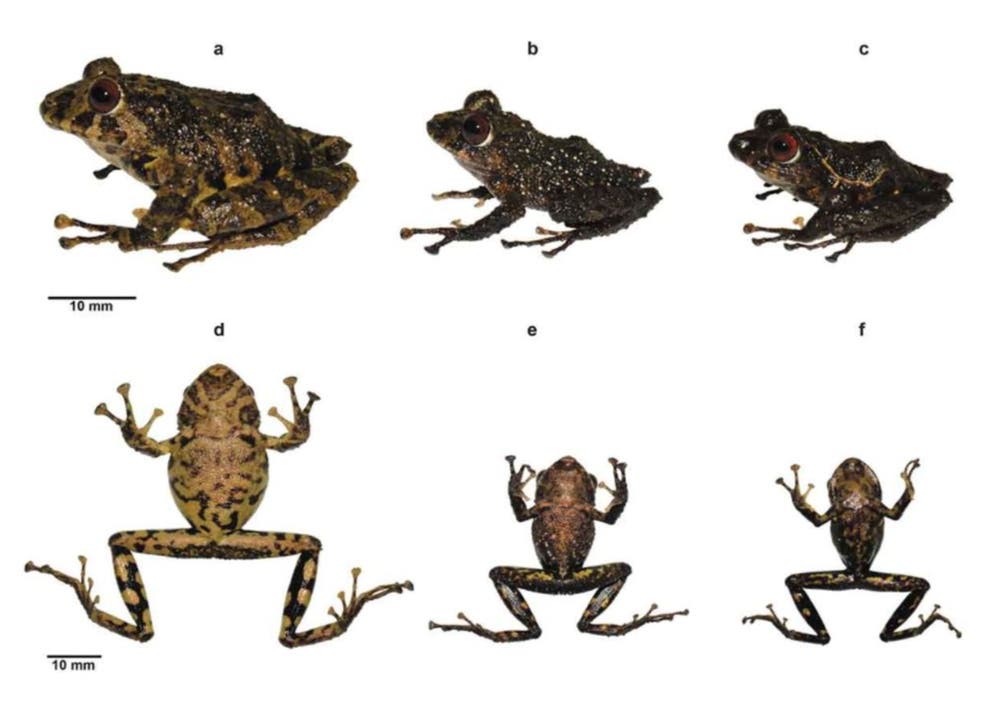 Newly discovered Andean frog named in honour of Led Zeppelin | The Independent