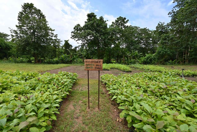 <p>A general view of cuttings for reforestation in the classified forest of Tene near Oumé, south western region in Ivory Coast, on May 19, 2021. </p>