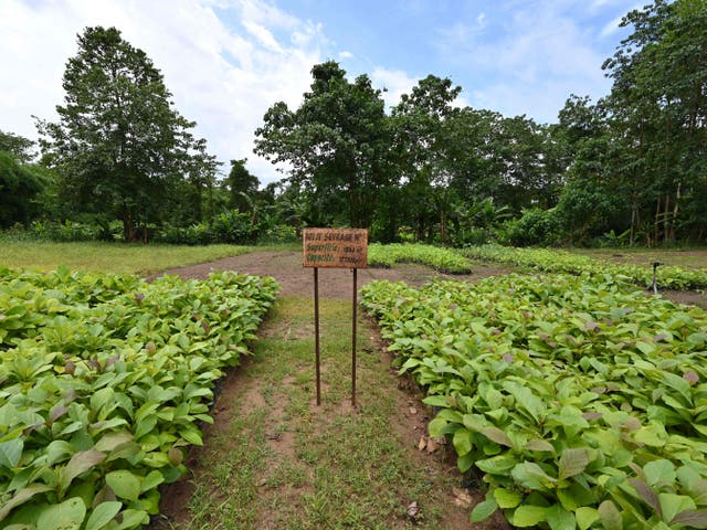 <p>A general view of cuttings for reforestation in the classified forest of Tene near Oumé, south western region in Ivory Coast, on May 19, 2021. </p>