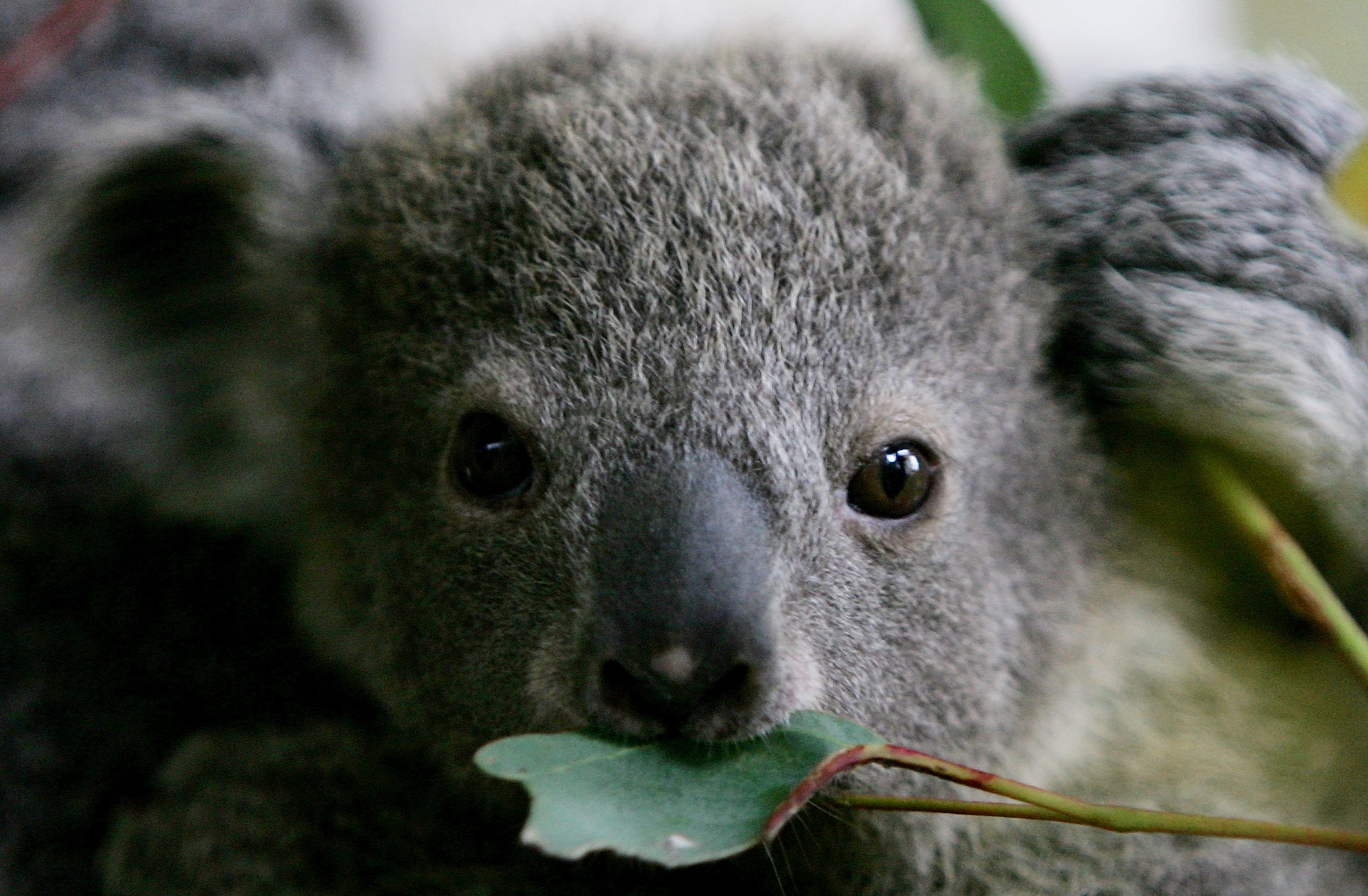 ‘We want to see koala populations recover’