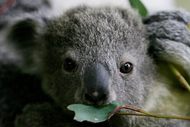 <p>‘We want to see koala populations recover’</p>