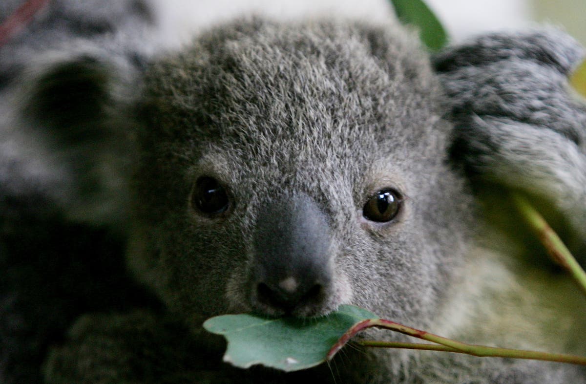 Australia could list east coast koalas as endangered