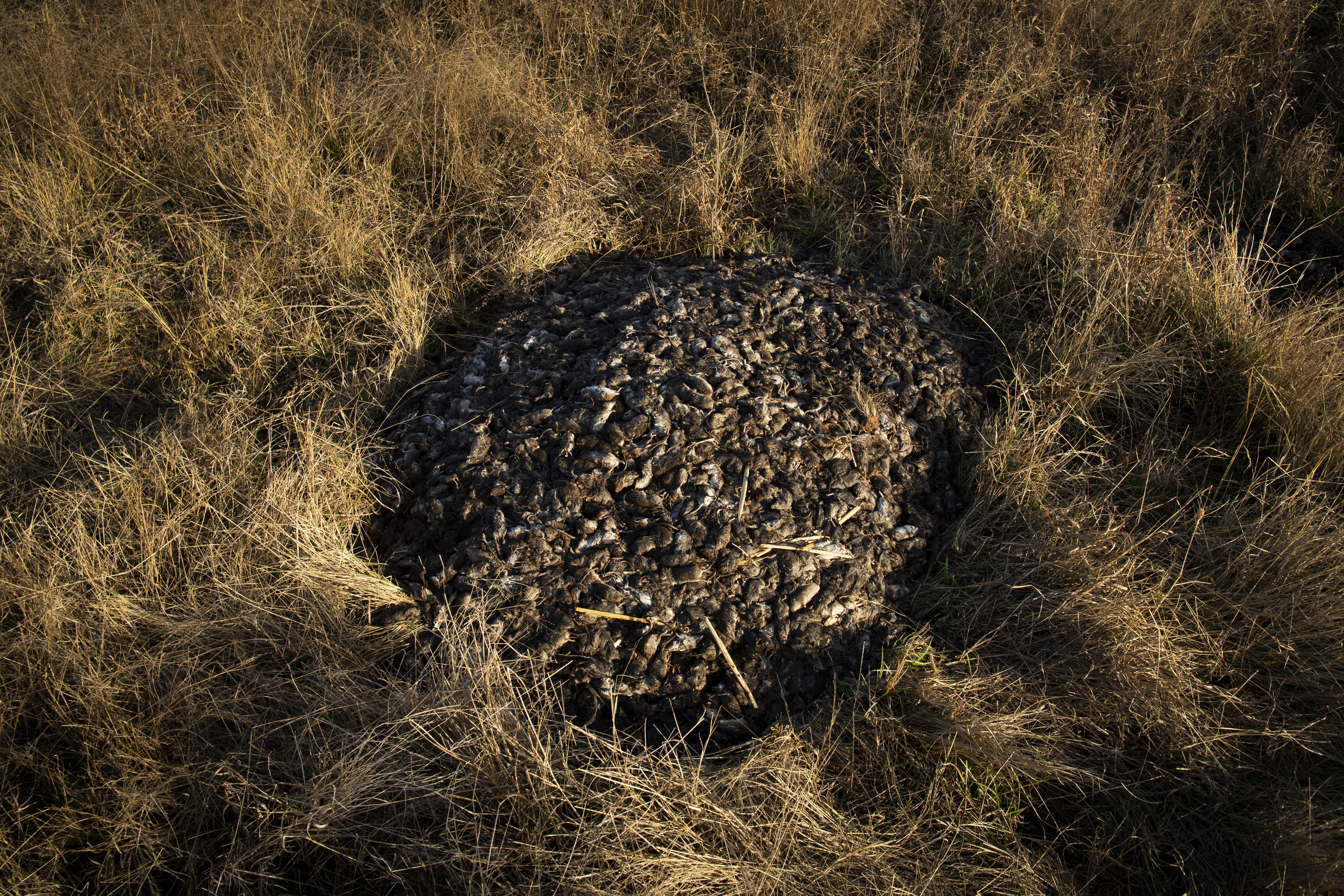 Approximately 7000 mice, caught using a homemade water trap by Colin Tink, lie in a field near Dubbo, New South Wales, Australia on 24 May 2021