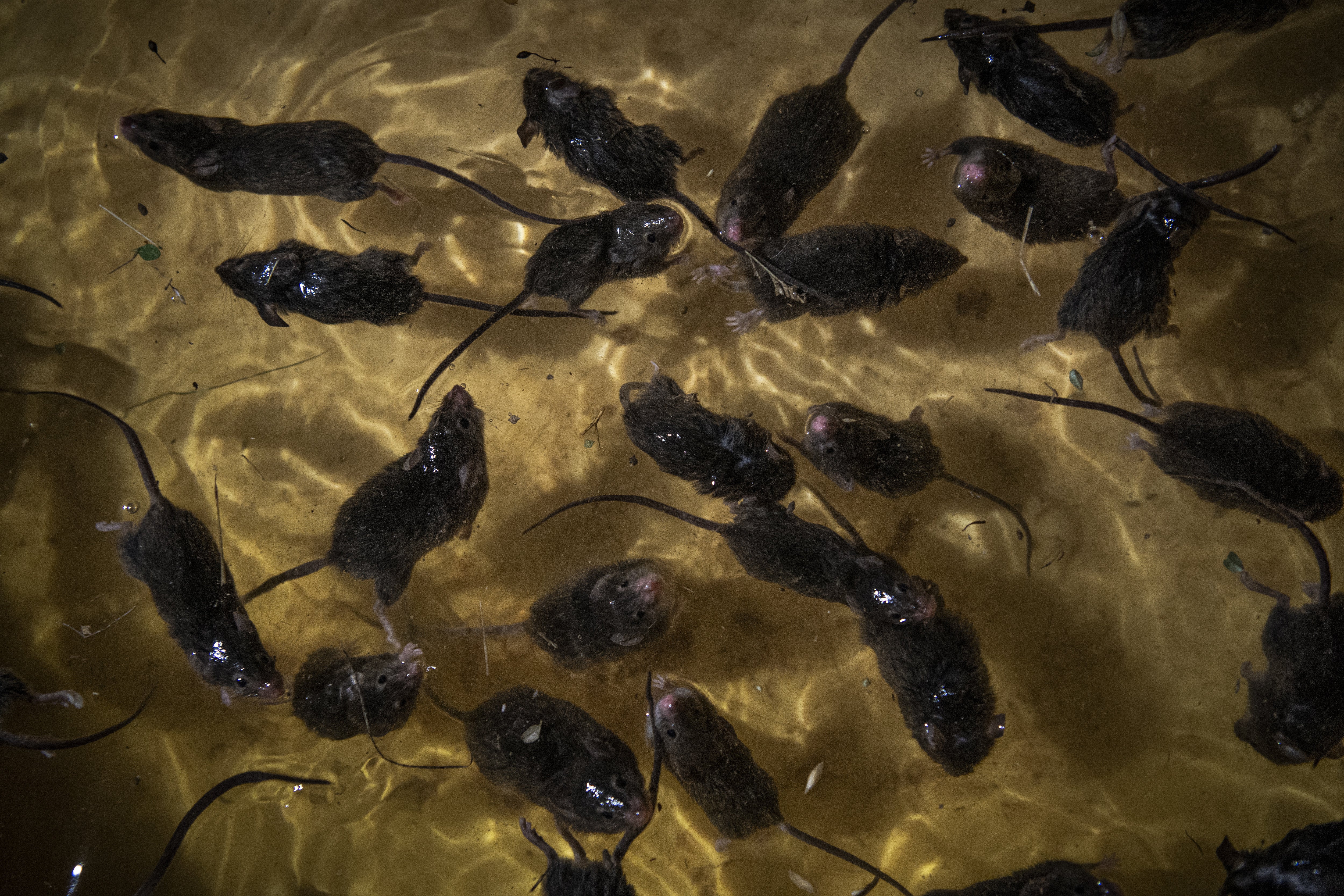 Dead and drowning mice float in a homemade trap near Dubbo, New South Wales, Australia on 26 May 2021