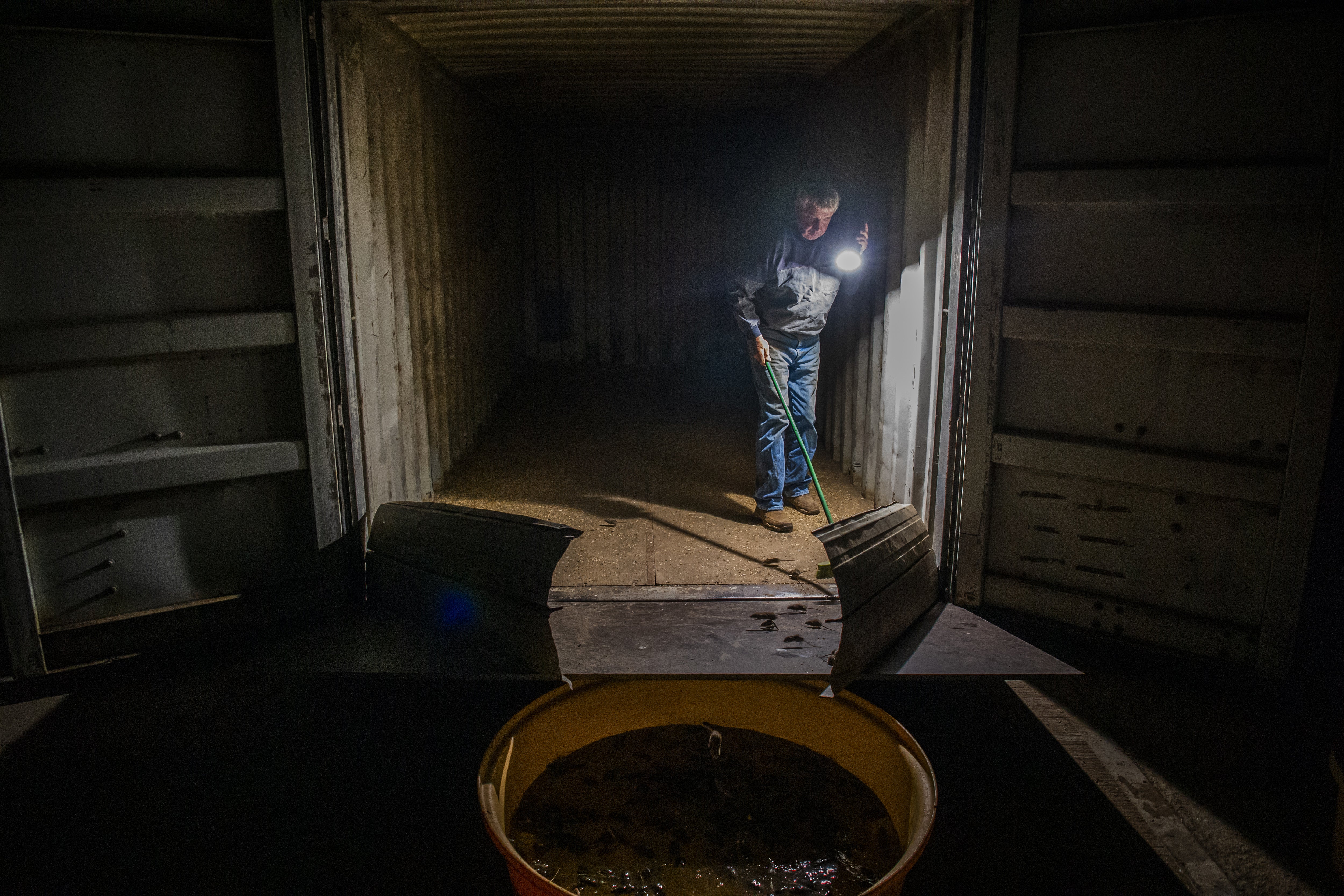 Colin Tink, inside his giant homemade mouse trap, pushes mice into a bath to drown the mice near Dubbo, New South Wales, Australia 26 May 2021