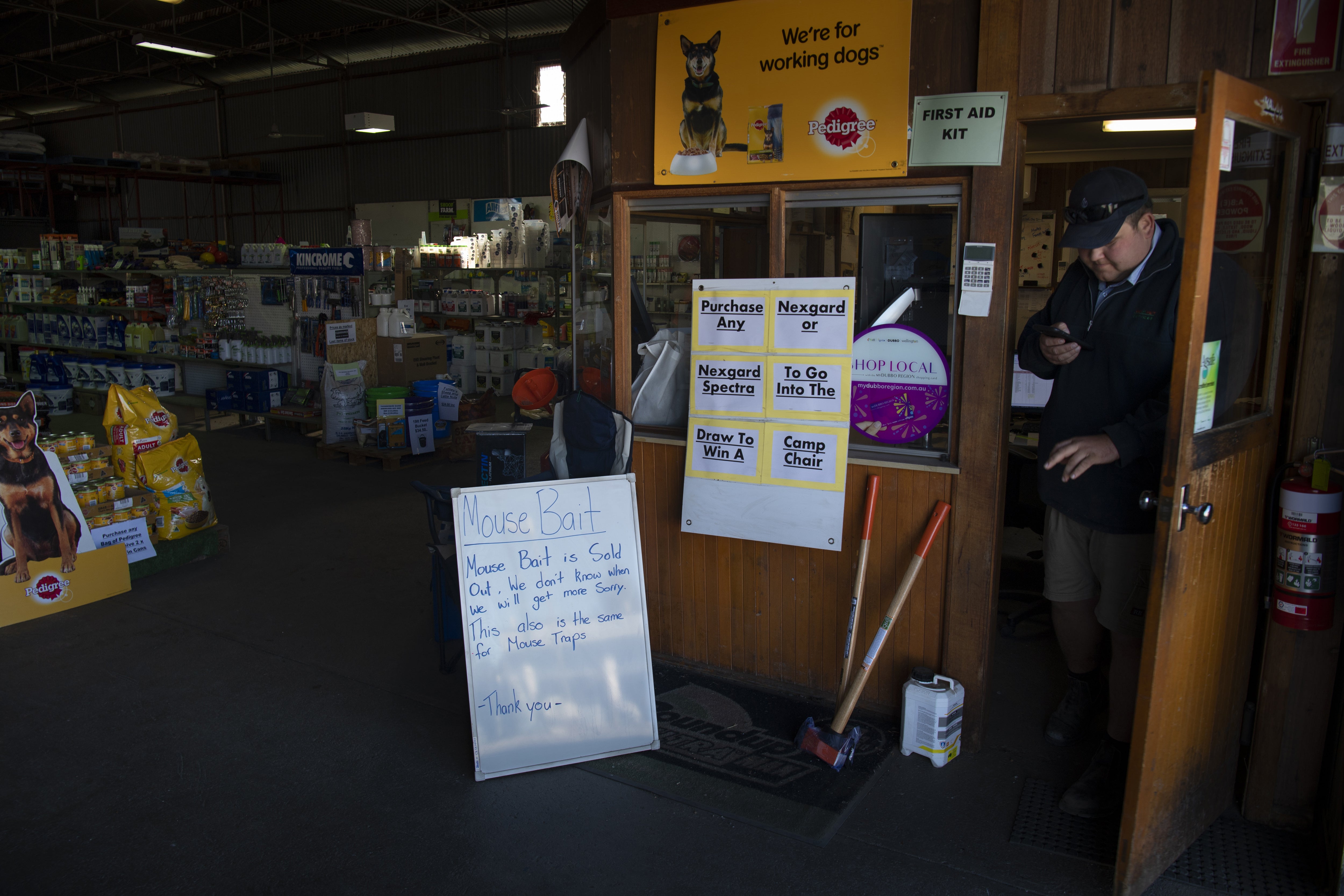 An agriculture supply shop has completely run out of mouse bait and traps in Wellington, New South Wales, Australia on 28 May 2021