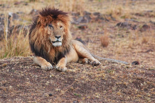 <p>Scarface the lion, in the Maasai Mara Game Reserve in 2018</p>