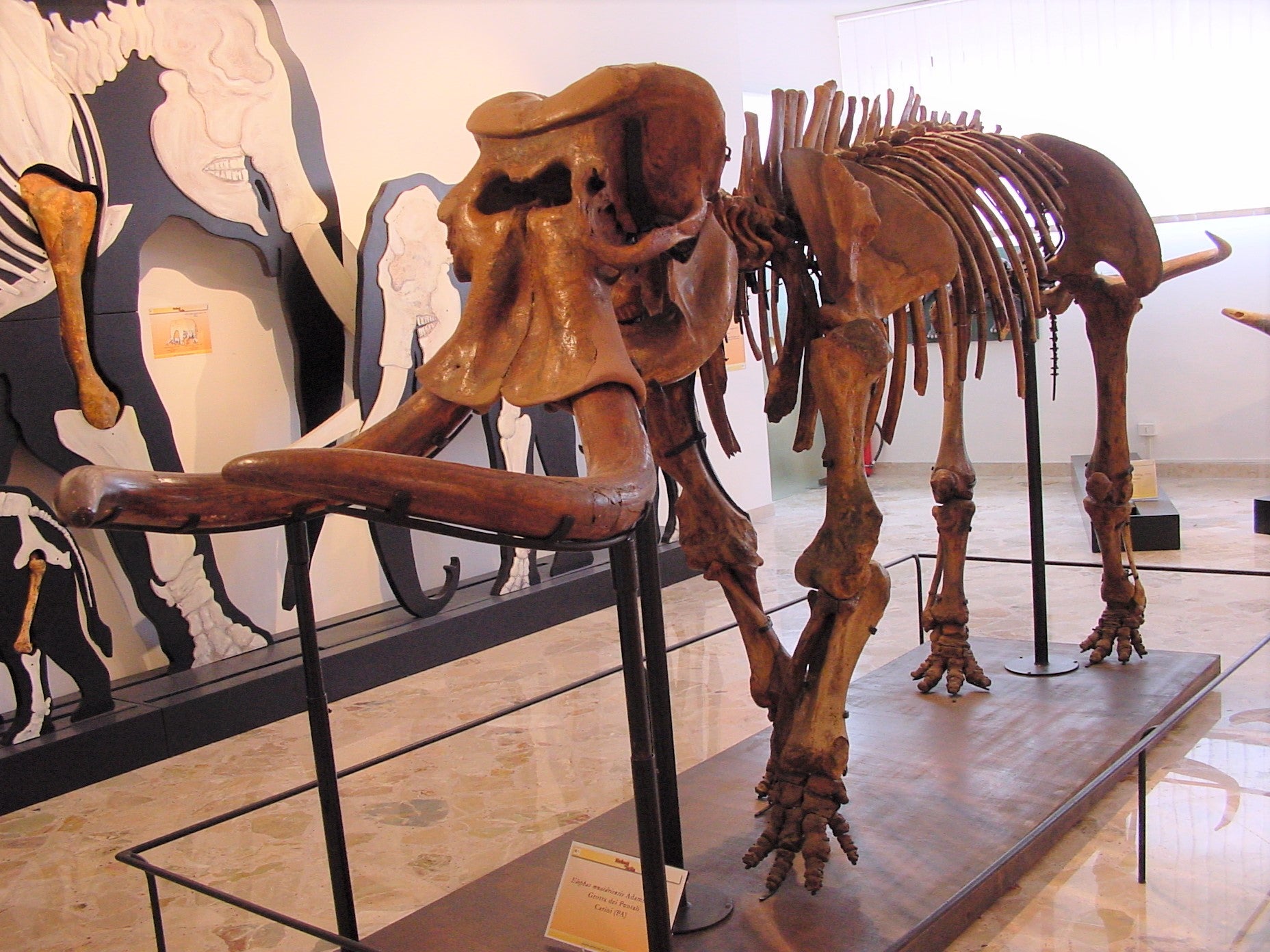 Remains of a Paleoloxodon mnaidriensis — a dwarf elephant found in Sicily