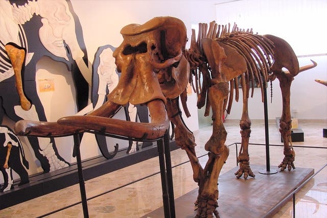 <p>Remains of a Paleoloxodon mnaidriensis — a dwarf elephant found in Sicily </p>