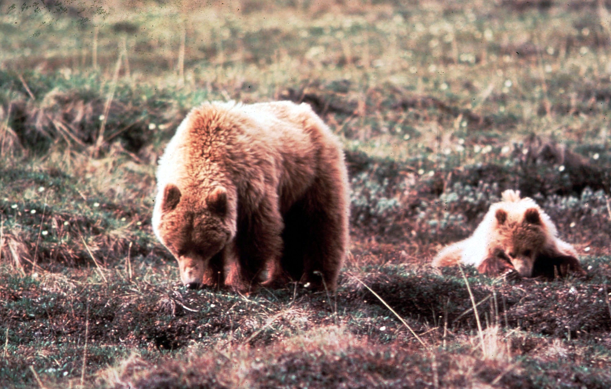 Two Alaskan brown bears.