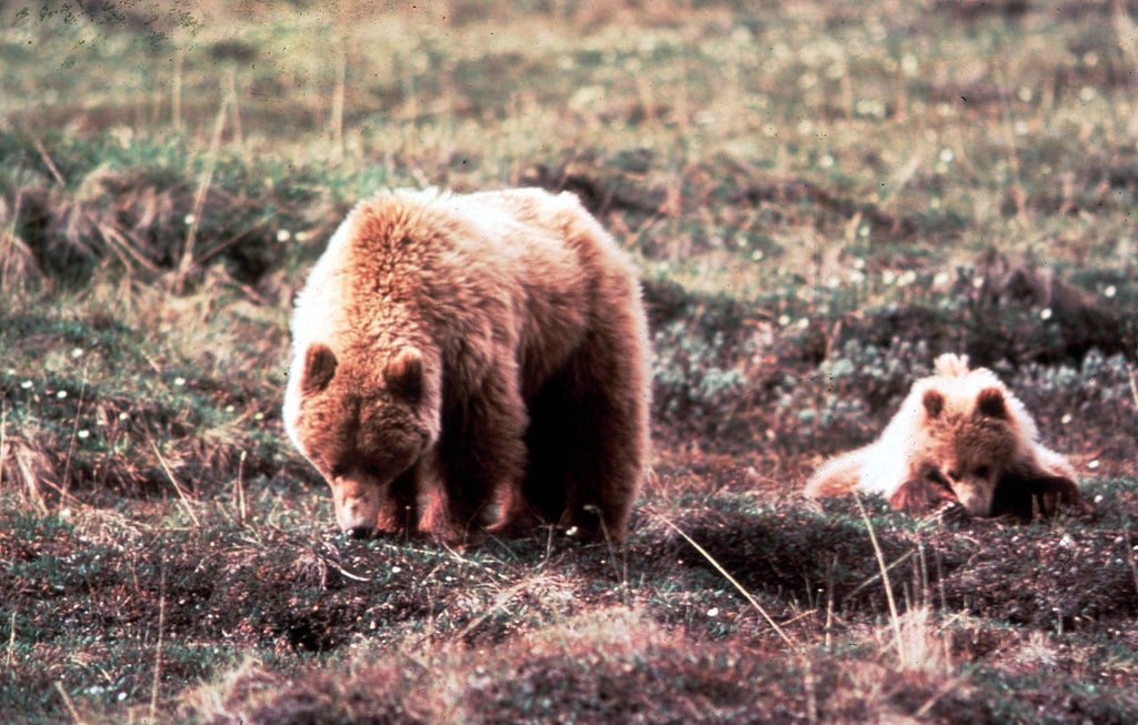 Missing hiker found alive two days after being charged by bears in Alaska