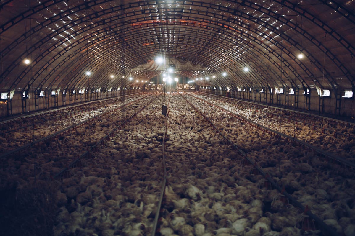 Supermarkets could easily help improve animal welfare &ndash; billions of chickens would be spared untold agony