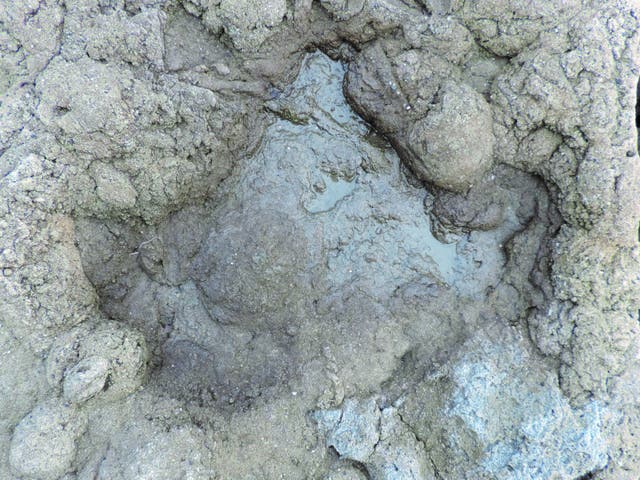 <p>A large ornithopod footprint found in the rocks near Folkestone, Kent</p>
