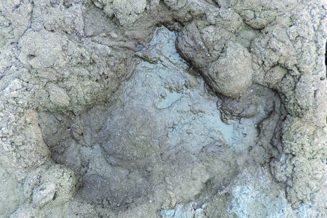 <p>A large ornithopod footprint found in the rocks near Folkestone, Kent</p>