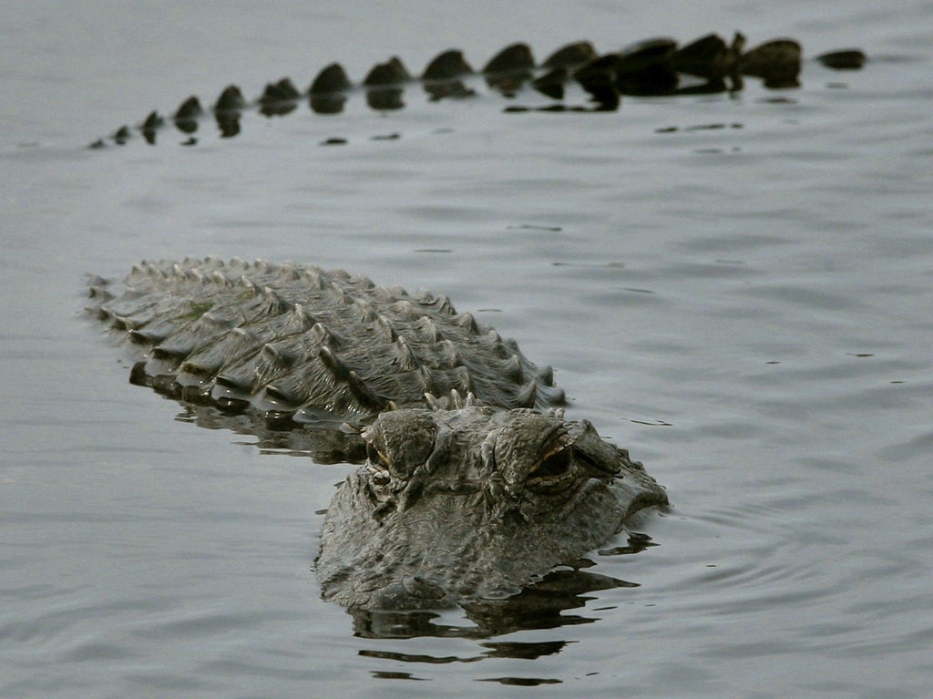 Vacationing children lasso Florida alligator with noose