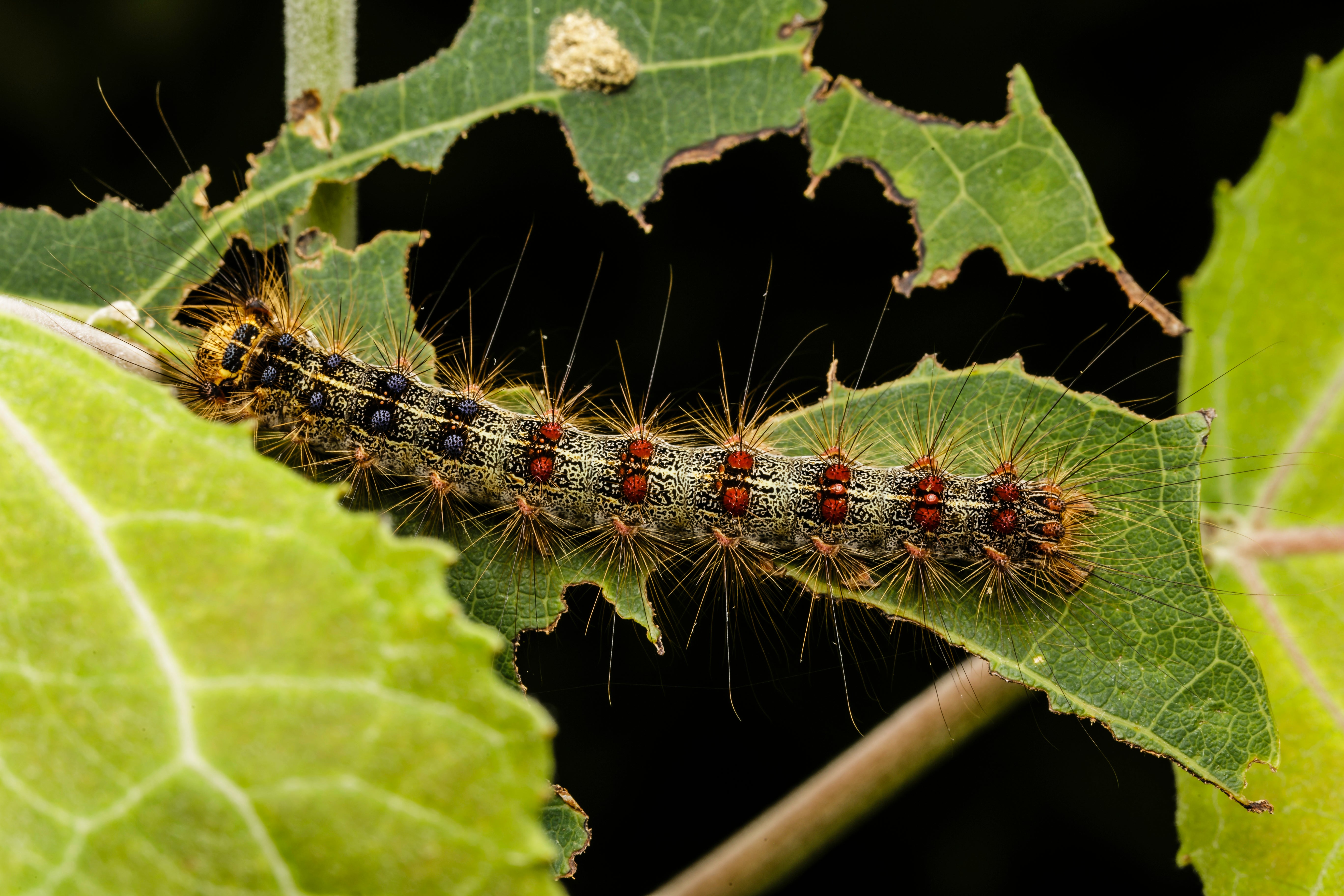 <p>Large gypsy moth caterpillar sitting on a tree leaf. Representative image. </p>