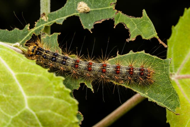 <p>Large gypsy moth caterpillar sitting on a tree leaf. Representative image. </p>