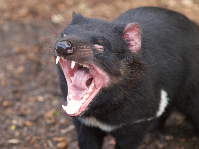 <p>A group of at least 28 Tasmanian devils was sent to the island in 2012 and 2013 and the animals have been thriving ever since</p>