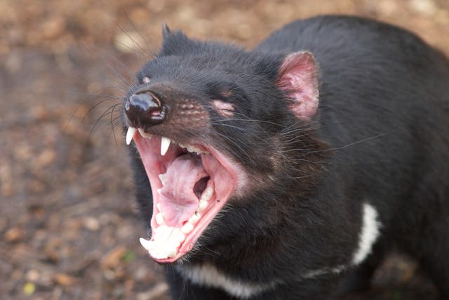 <p>A group of at least 28 Tasmanian devils was sent to the island in 2012 and 2013 and the animals have been thriving ever since</p>
