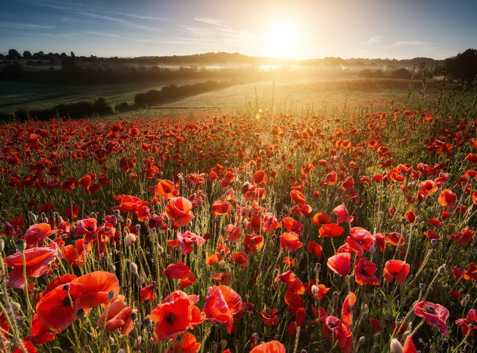 Summer solstice sunrise over one of the poppy fields at Blackstone nature reserve near Bewdley