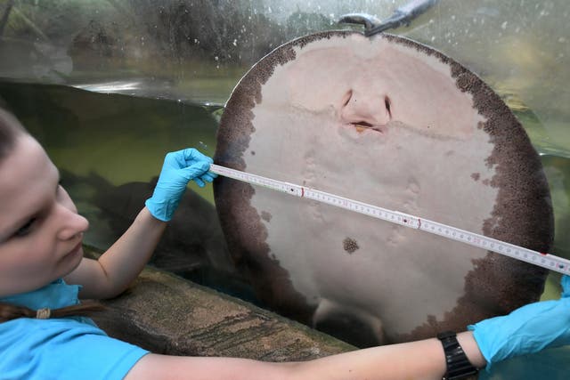 <p>A freshwater stingray is being measured during the annual inventory at the Sea Life aquarium in Hanover, northern Germany</p>