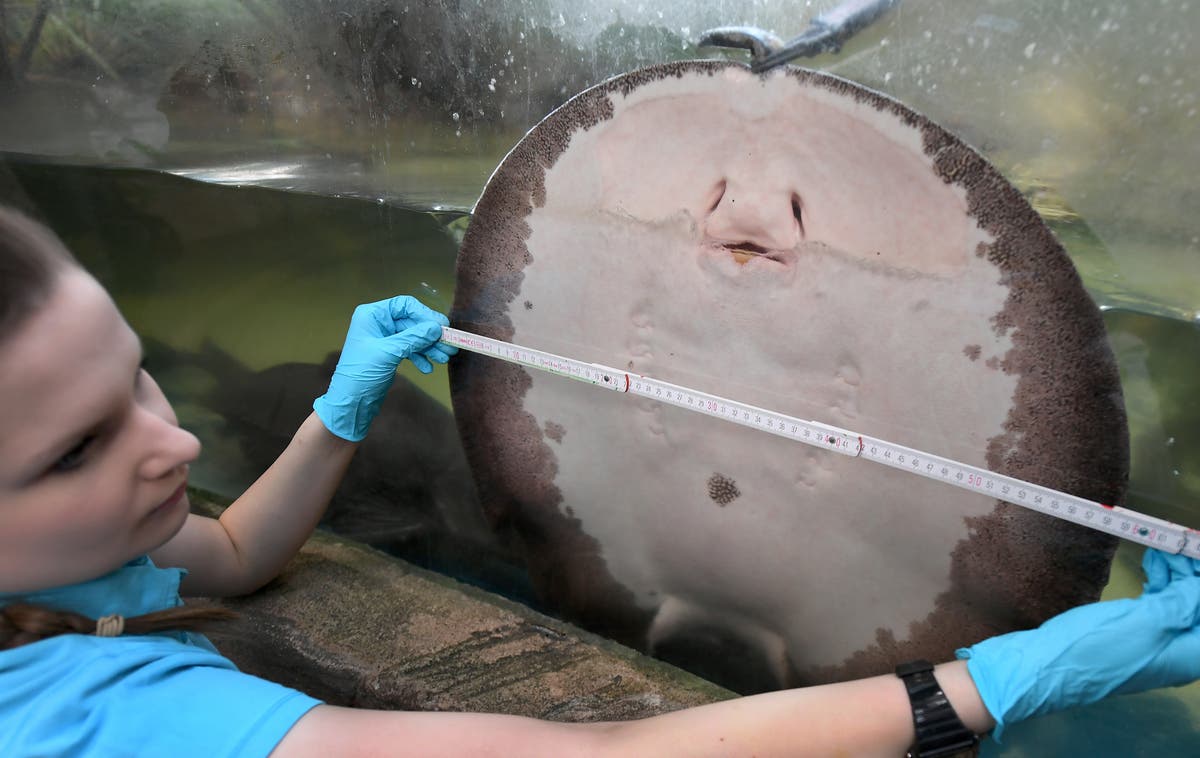 Sting ray ‘laughing’ while being tickled in viral TikTok is actually ‘suffocating to death,’ say experts | The Independent