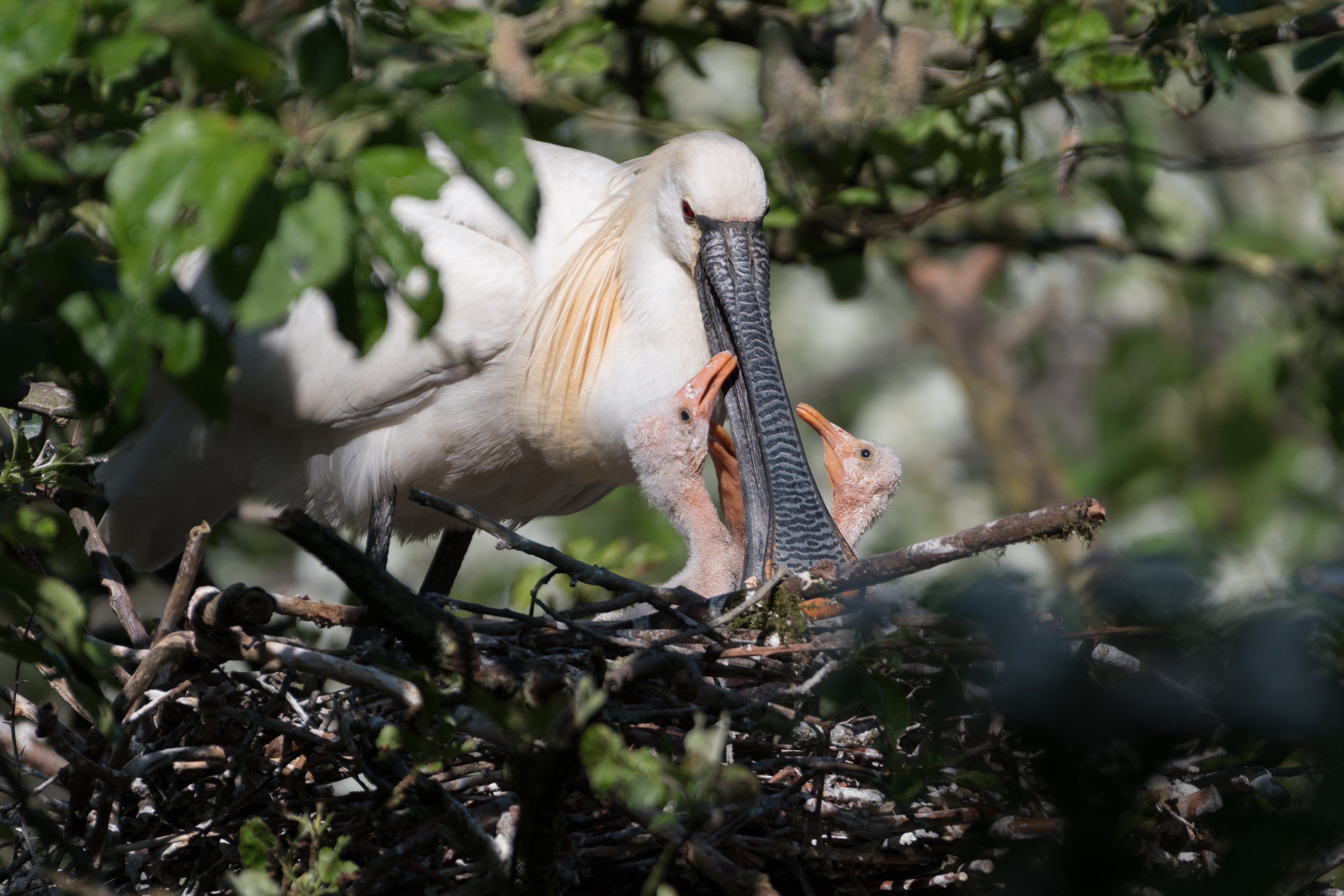 Eurasian spoonbills are one of many species that travel along the east Atlantic flyway