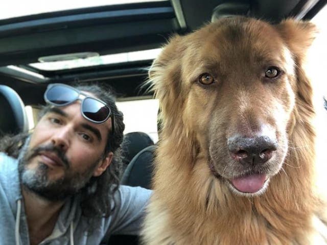 <p>Russell Brand and his dog, Bear</p>