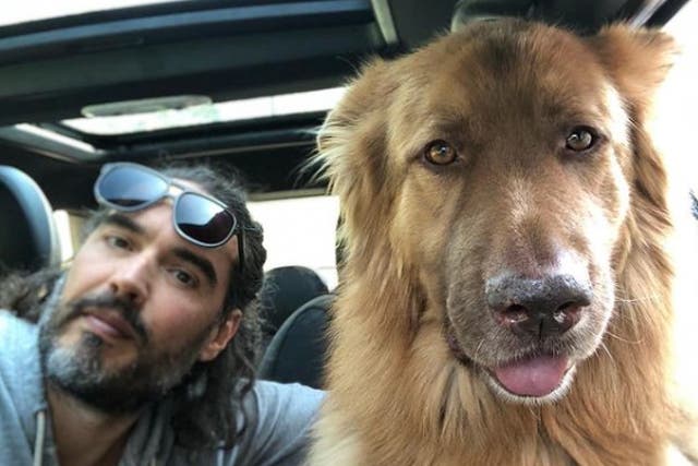 <p>Russell Brand and his dog, Bear</p>