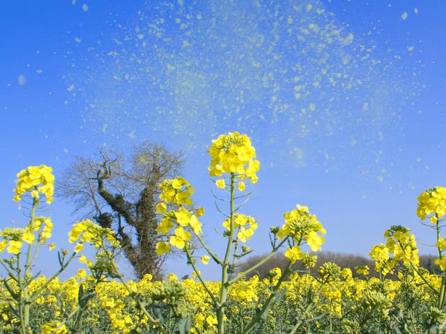 <p>Image depicts release of pollen into the air, a common problem for hay fever sufferers</p>