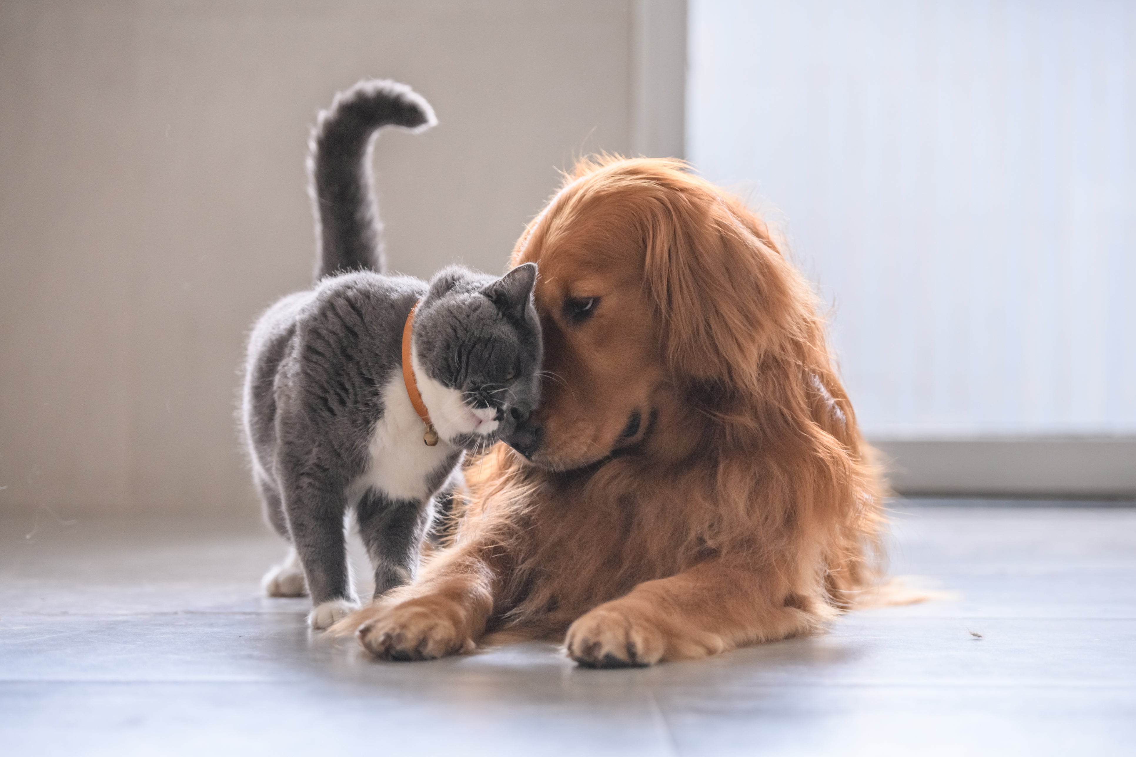 <p>A ‘substantial proportion’ of pet cats and dogs may catch Covid-19 from their owners, a new study suggests</p>