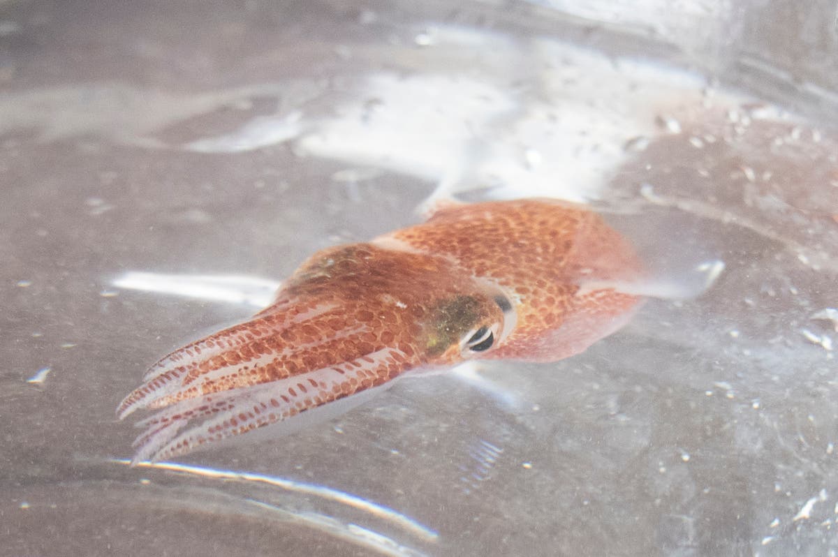 NASA sends squid from Hawaii into space for research