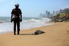 Turtle carcasses wash ashore in Sri Lanka after ship fire