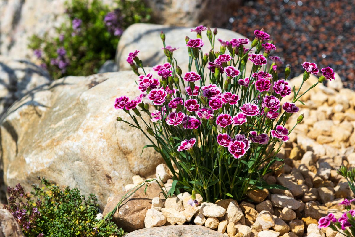 A garden designer explains how to reuse old concrete, paving slabs and poor soil to create a beautiful garden