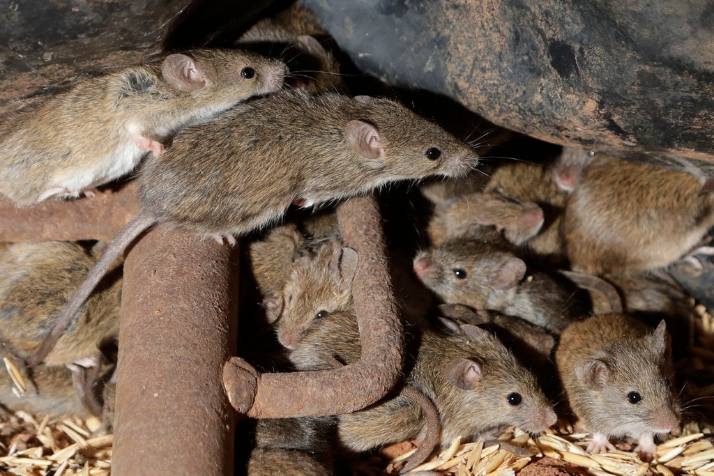 Mice plague: Using jeans, peanut butter and wine bottle, Australian farmer shares pest control trick