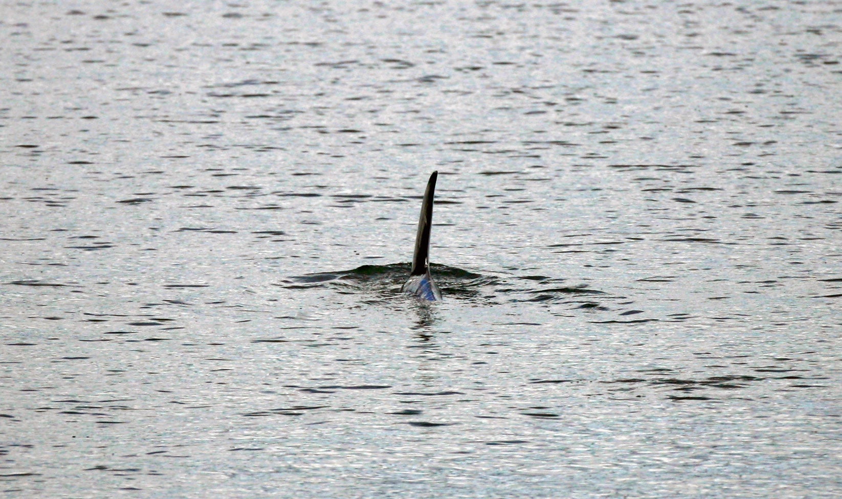 Dolphins are not uncommon in Scotland