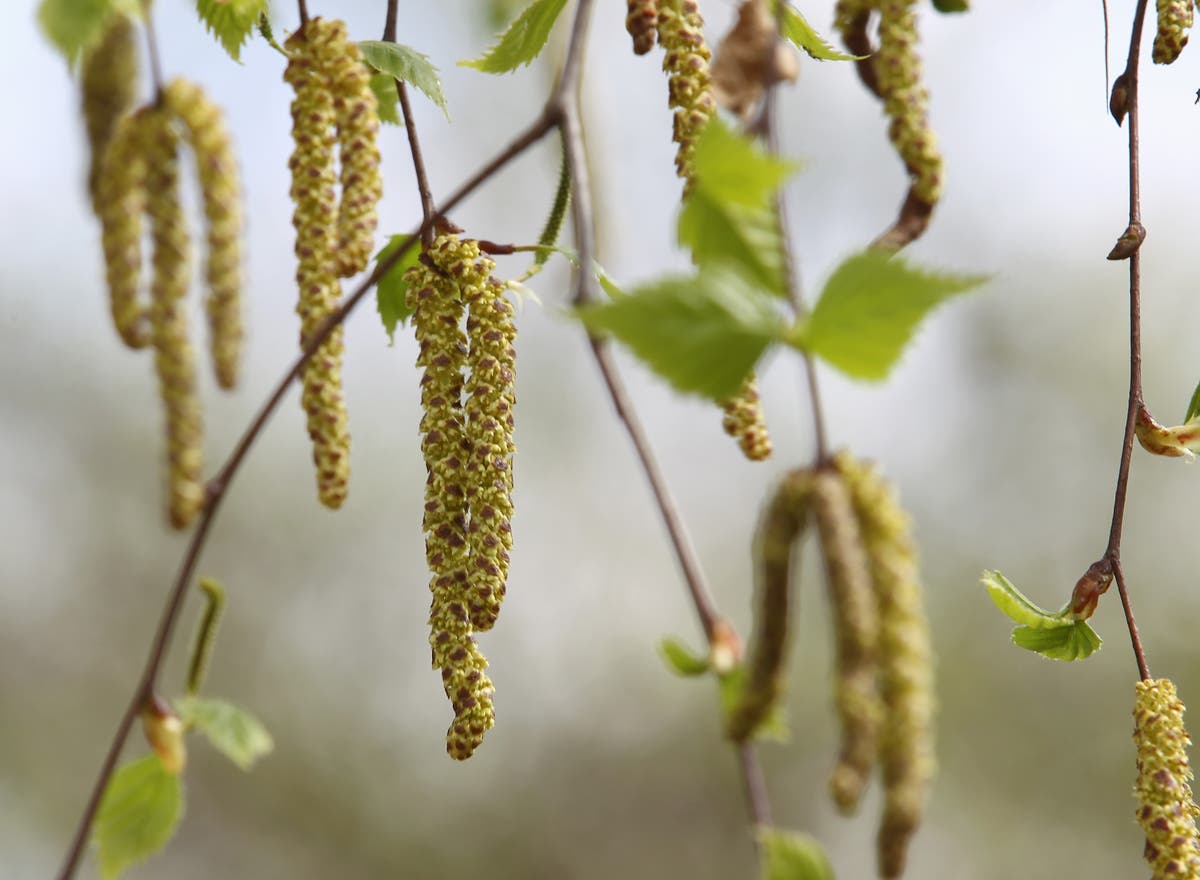 Pollen helps Covid spread further and faster, scientists find