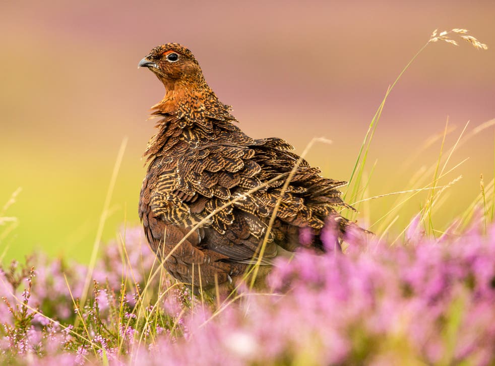 <p>Grouse estates depend on having ‘unnaturally high densities’ of red grouse which live in artificially maintained landscapes rich in heather, requiring burning to maintain </p>